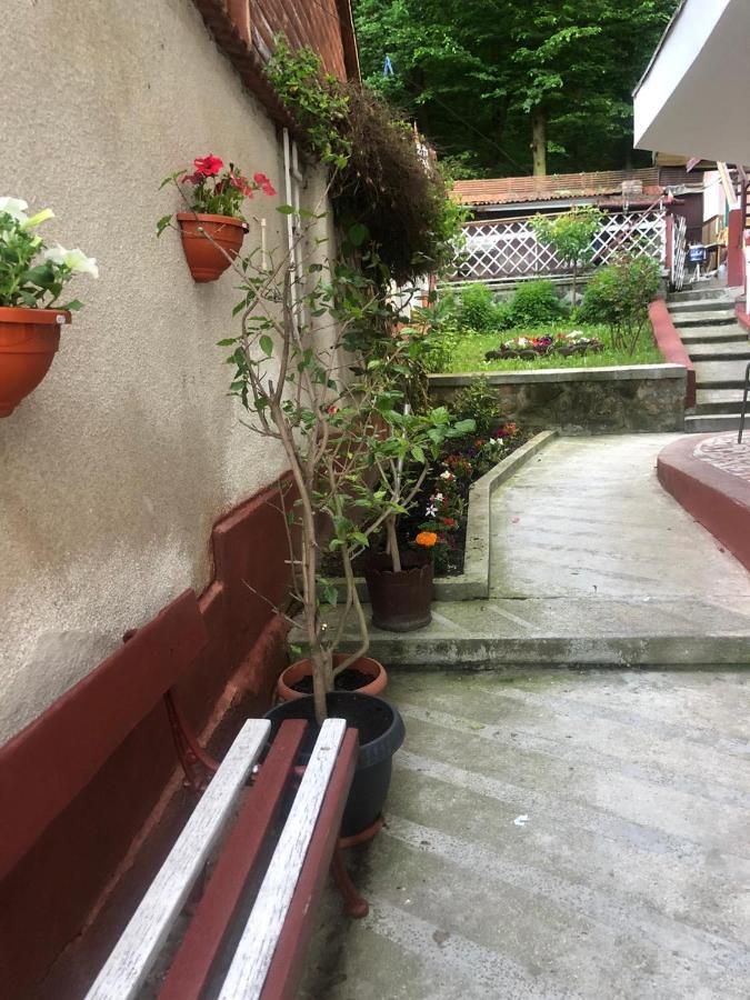 Vila Zeno Braşov Esterno foto
